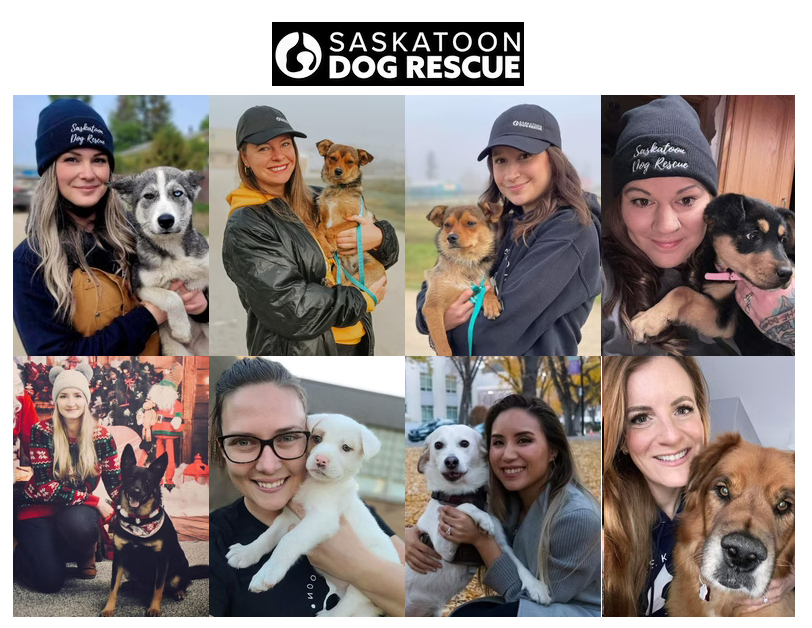 sk-dog-rescue